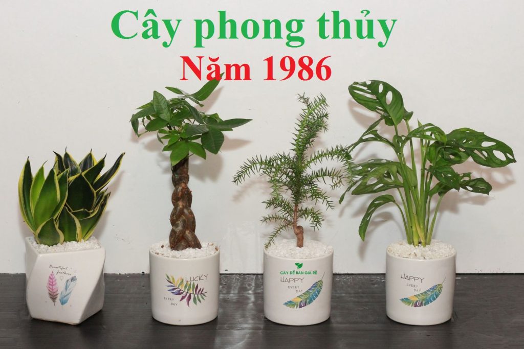 tuổi bính dần nên trồng cây gì