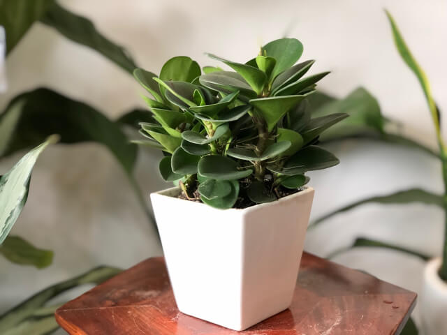 tuổi bính dần nên trồng cây gì